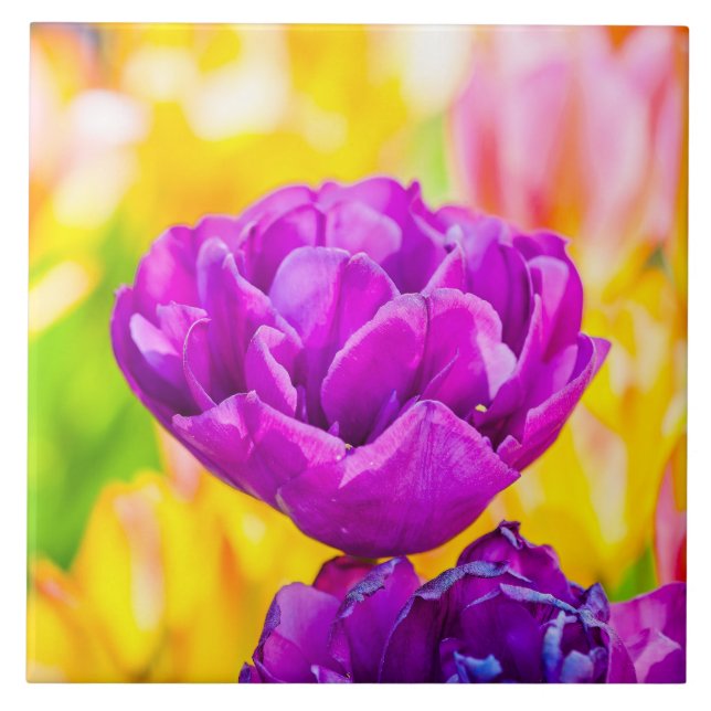 Tulips Enchanting 15 Kakelplatta (Framsidan)