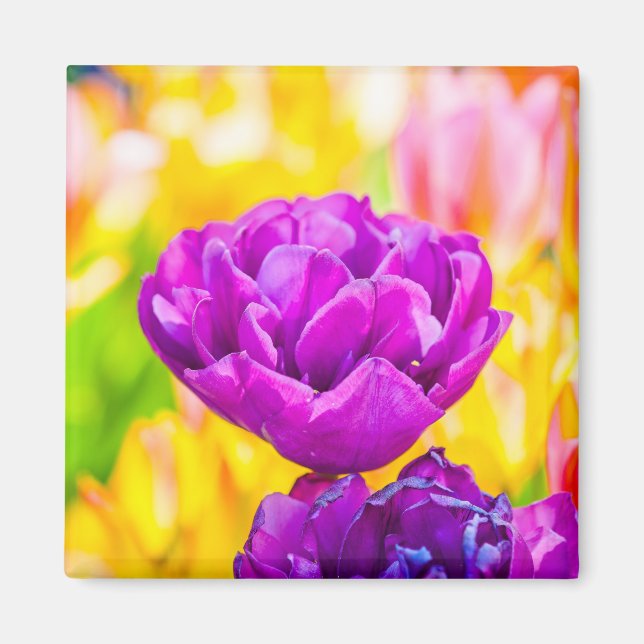 Tulips Enchanting 15 Magnet (Framsidan)