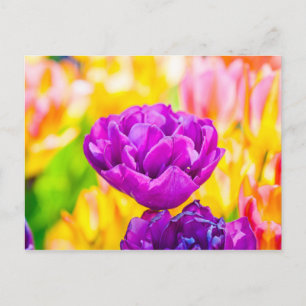 Tulips Enchanting 15 Vykort