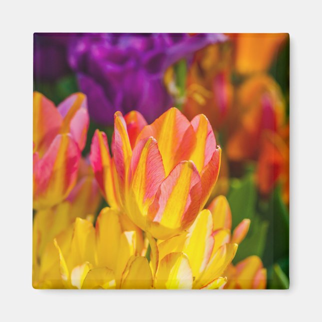 Tulips Enchanting 16 Magnet (Framsidan)