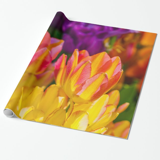Tulips Enchanting 16 Presentpapper (Utrullad)