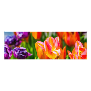 Tulips Enchanting 17 Fototryck
