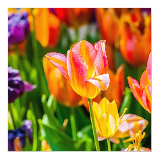 Tulips Enchanting 17 Fototryck (Framsidan)
