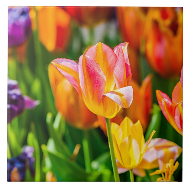 Tulips Enchanting 17 Kakelplatta (Framsidan)