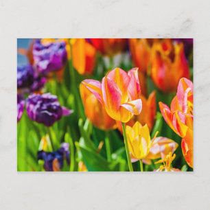 Tulips Enchanting 17 Vykort