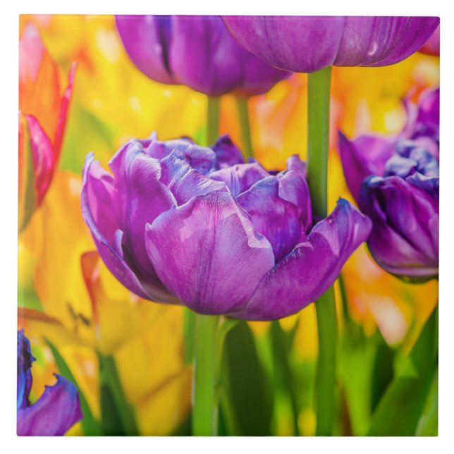 Tulips Enchanting Deep Rosa Kakelplatta (Framsidan)