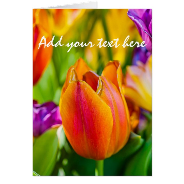 Tulips Enchanting Hälsningskort (Framsidan)