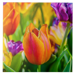 Tulips Enchanting Kakelplatta