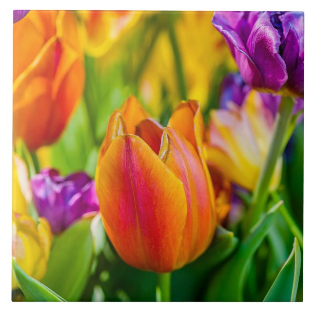 Tulips Enchanting Kakelplatta (Framsidan)