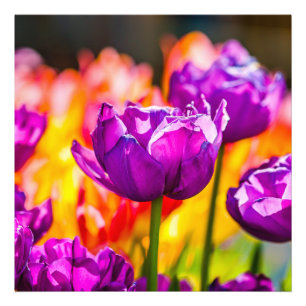 Tulips Enchanting Lila Fototryck