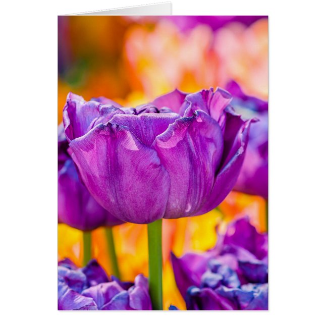 Tulips Enchanting Lila Hälsningskort (Framsidan)