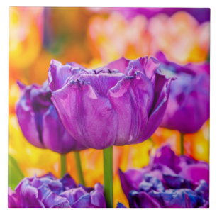 Tulips Enchanting Lila Kakelplatta