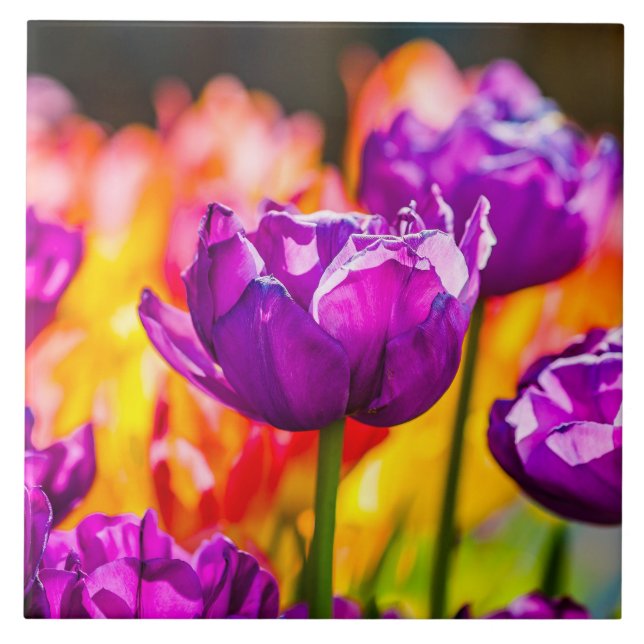 Tulips Enchanting Lila Kakelplatta (Framsidan)