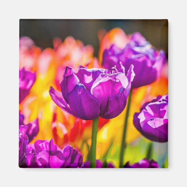 Tulips Enchanting Lila Magnet (Framsidan)