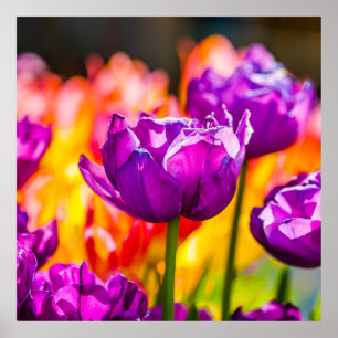 Tulips Enchanting Lila Poster