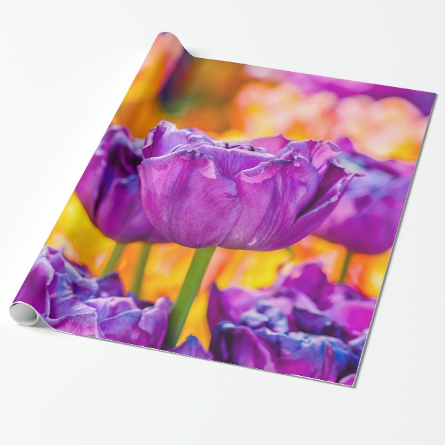 Tulips Enchanting Lila Presentpapper (Utrullad)