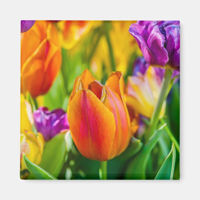 Tulips Enchanting Magnet (Framsidan)