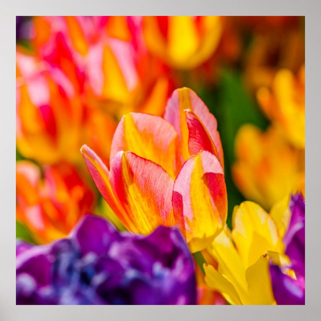 Tulips Enchanting Poster (Framsidan)