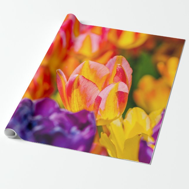 Tulips Enchanting Presentpapper (Utrullad)