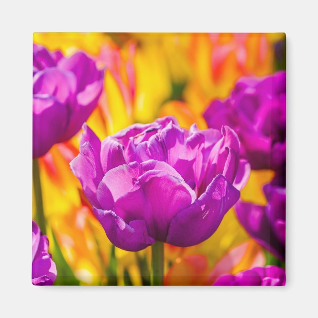 Tulips Enchanting Violet Magnet (Framsidan)