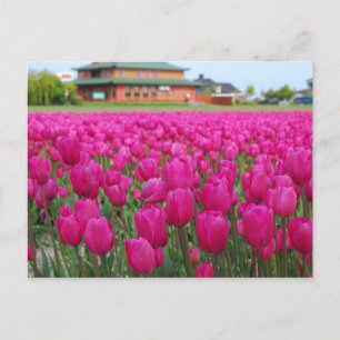 Tulips Fält Vykort