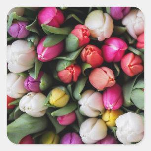 Tulips, färgade blommor Påsk Vår Fyrkantigt Klistermärke