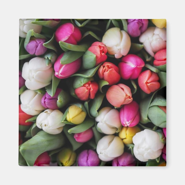Tulips, färgade blommor Påsk Vår Magnet (Framsidan)