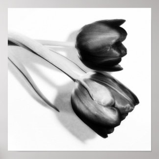 Tulips Fine Art Photography Print Black and White Poster