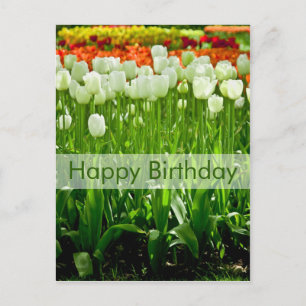 Tulips födelsedagsvykort Geburtstagskarte Tulpen Vykort