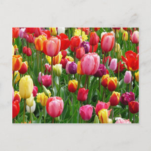 Tulips för flera färgader vykort