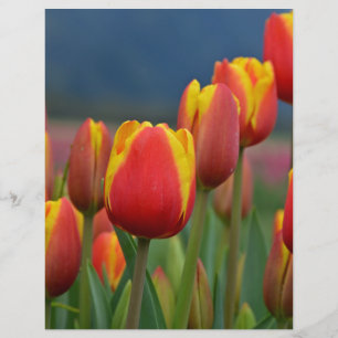 Tulips för Mamma