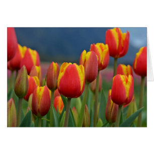 Tulips för Mamma Hälsningskort