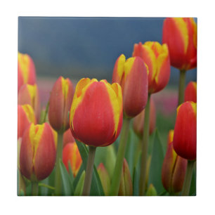 Tulips för Mamma Kakelplatta