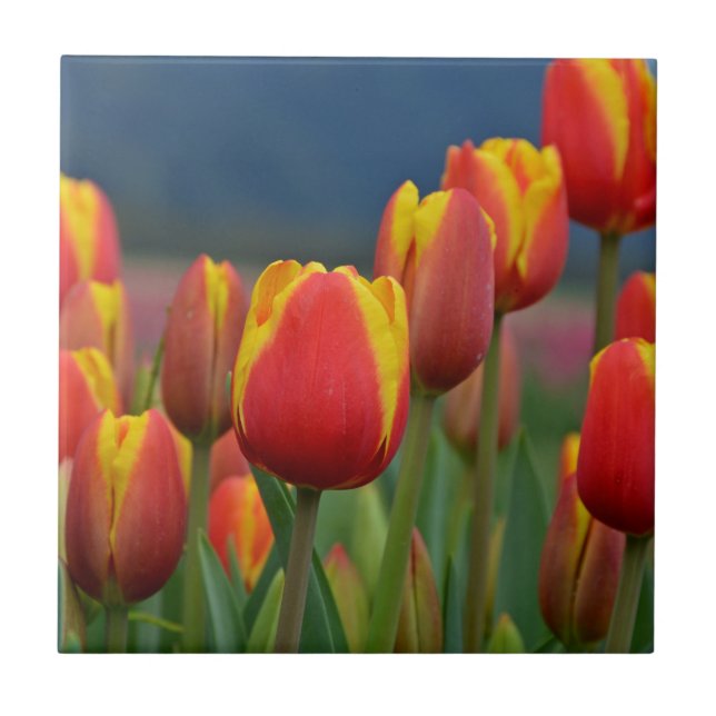 Tulips för Mamma Kakelplatta (Framsidan)