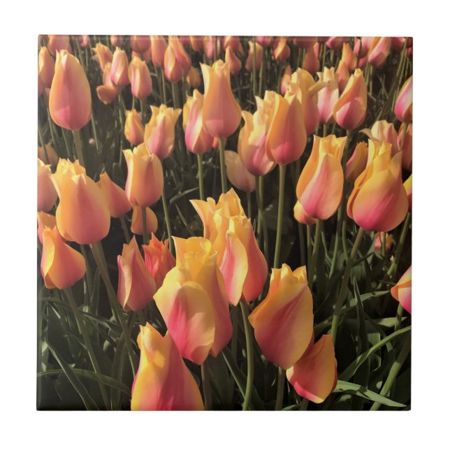Tulips för söt Rosa och Gult Kakelplatta (Framsidan)