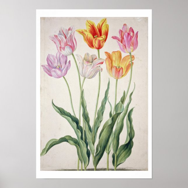 Tulips från Nassau Florilegum (med tvåhjulig botte Poster (Framsidan)