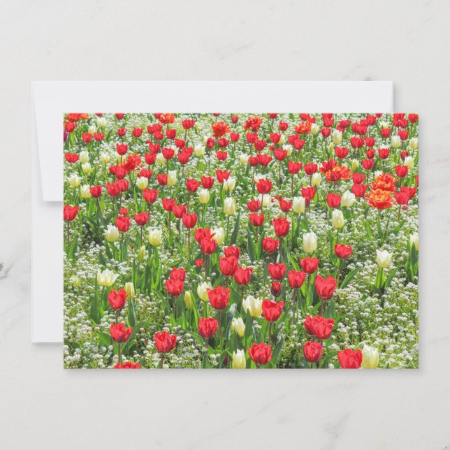 Tulips, Gorsed Gardens, Cardiff, Wales. Kort (Framsida)