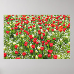 Tulips, Gorsed Gardens, Cardiff, Wales. Poster