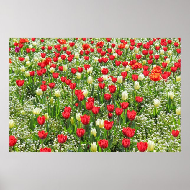 Tulips, Gorsed Gardens, Cardiff, Wales. Poster (Framsidan)