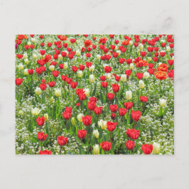 Tulips, Gorsed Gardens, Cardiff, Wales. Vykort