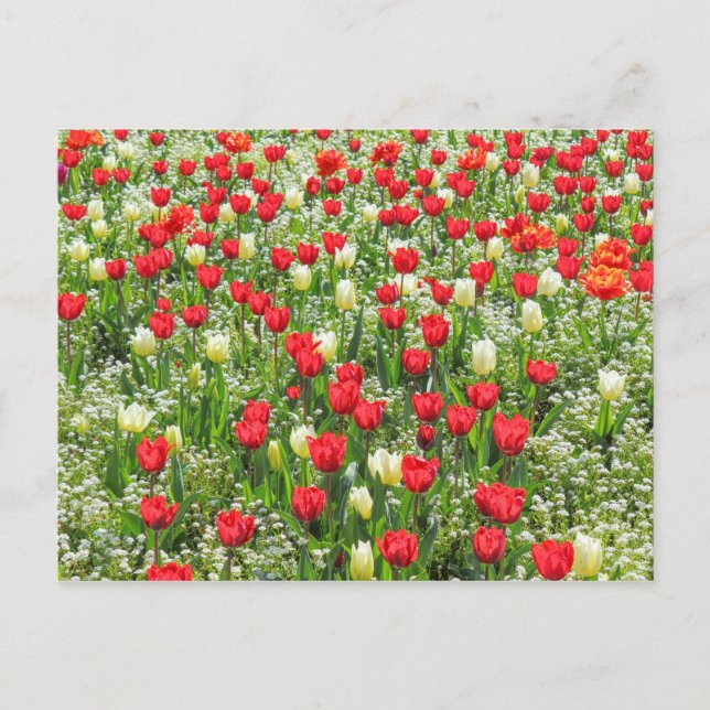 Tulips, Gorsed Gardens, Cardiff, Wales. Vykort (Framsida)