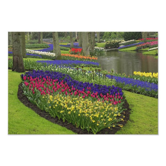 Tulips, grafithyacint och daffodils fototryck (Framsidan)