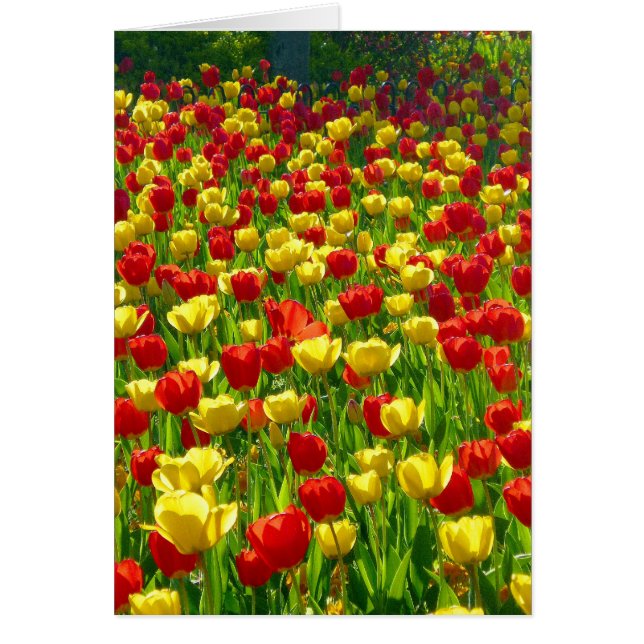 Tulips-havet Hälsningskort (Framsidan)