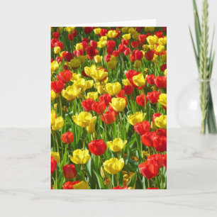 Tulips-havet Kort
