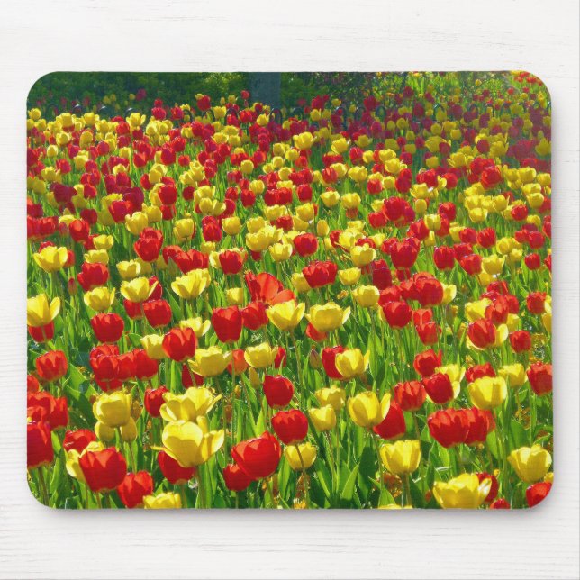 Tulips-havet Musmatta (Framsidan)