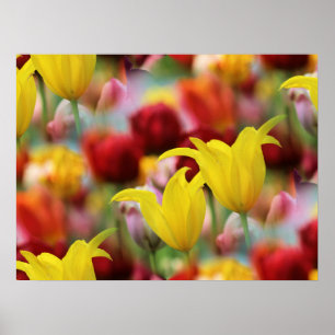 Tulips-havet Poster