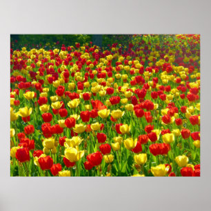 Tulips-havet Poster
