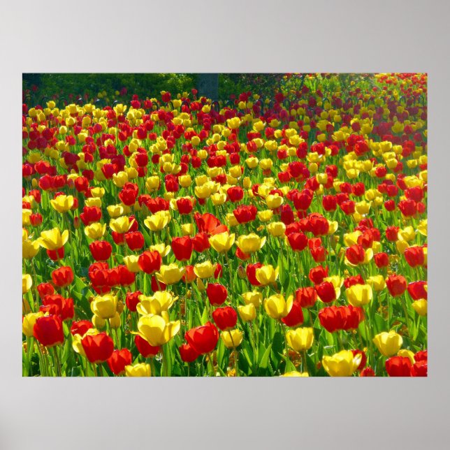 Tulips-havet Poster (Framsidan)