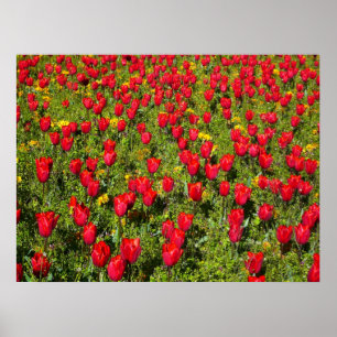 Tulips i bed poster