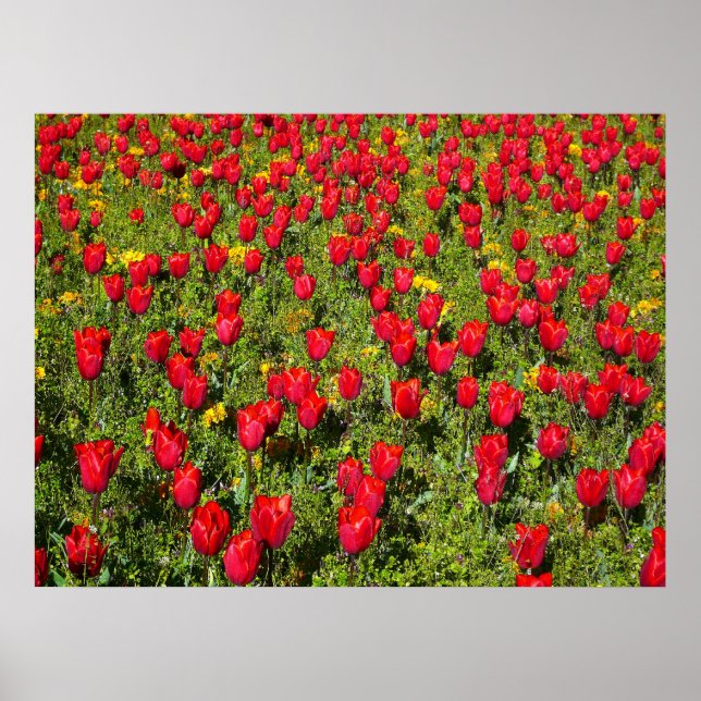Tulips i bed poster (Framsidan)